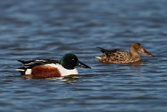 David Plant Photography - Wildlife Photography - Shoveler - J